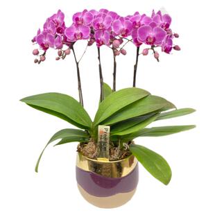 （仅限上海）日本椎名彩色迷迪蝴蝶兰年宵花送礼桌面花卉高档礼品