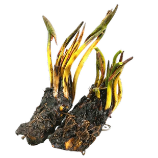 睡莲水培植物四季开花鱼缸池塘荷花盆栽水养根块带花苞大碗莲种子