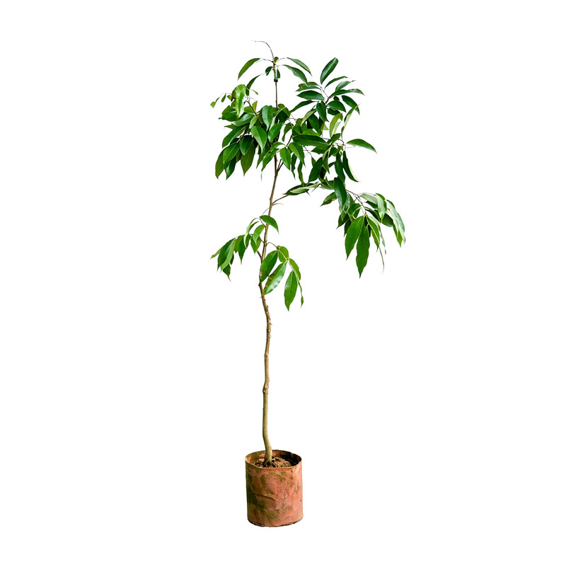 广西正宗荔枝营养杯苗嫁接无核桂味妃子笑糯米糍南北种植当年结果