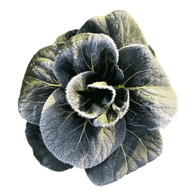 正宗老品种苏州青苏北矮脚新鲜现摘农家自种5斤上海青菜蔬菜黑油