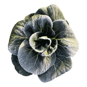正宗老品种苏州青苏北矮脚新鲜现摘农家自种5斤上海青菜蔬菜黑油