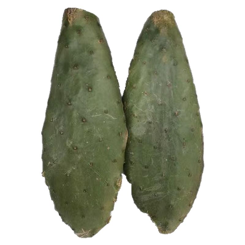 宝塔仙人掌梨果仙人掌种植片现割叶片不带根扦插种植农家直发包邮