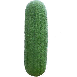 杂交肉丝瓜种子丝瓜种籽早熟高产每株30-60条瓜四季丝瓜种孑春夏