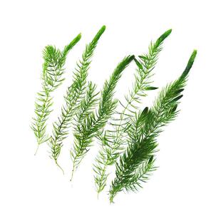 金鱼藻淡水鱼缸苦草金鱼草池塘鱼塘新手真水草鱼缸中后景造景特价