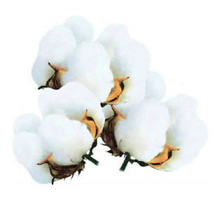 新疆棉花种子高产懒汉千斤王大田种植抗虫抗病高抗重茬懒汉棉花籽