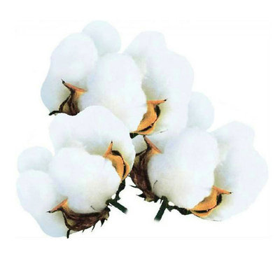 懒汉千斤王新疆抗重茬棉花种子