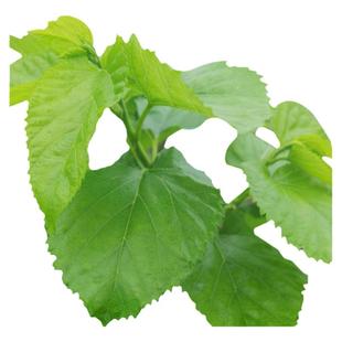 顺丰当天发新鲜嫩桑叶蚕宝宝学生养蚕套装大小现摘桑叶桑树叶蚕卵