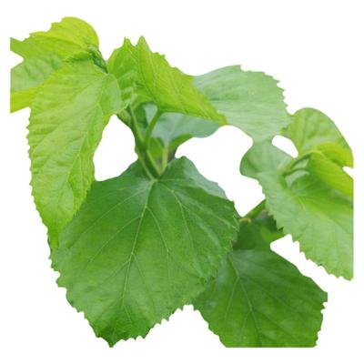 嫩嫩叶新鲜桑叶桑树叶食物蚕宝宝