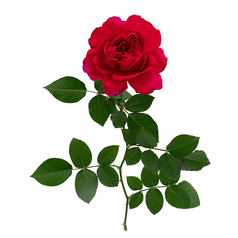 【凤凰台】天狼月季自育耐热大花易养观赏性植物花卉多季好养盆栽