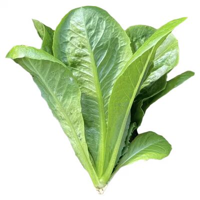菊苣种籽大叶多年生喂猪菜种子牛羊鱼鸡鸭鹅爱吃的牧草种子兔子草