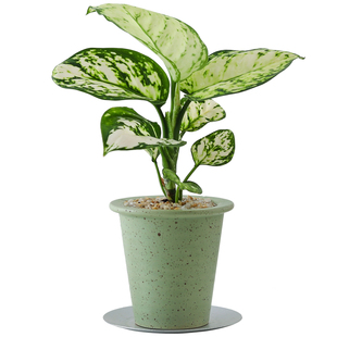 吉利红绿植室内小盆栽桌面工位高级感白如意好养如意皇后观叶植物