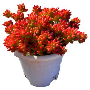 多肉植物 转运珠 虹之玉锦果冻粉红色精品状态颜值高