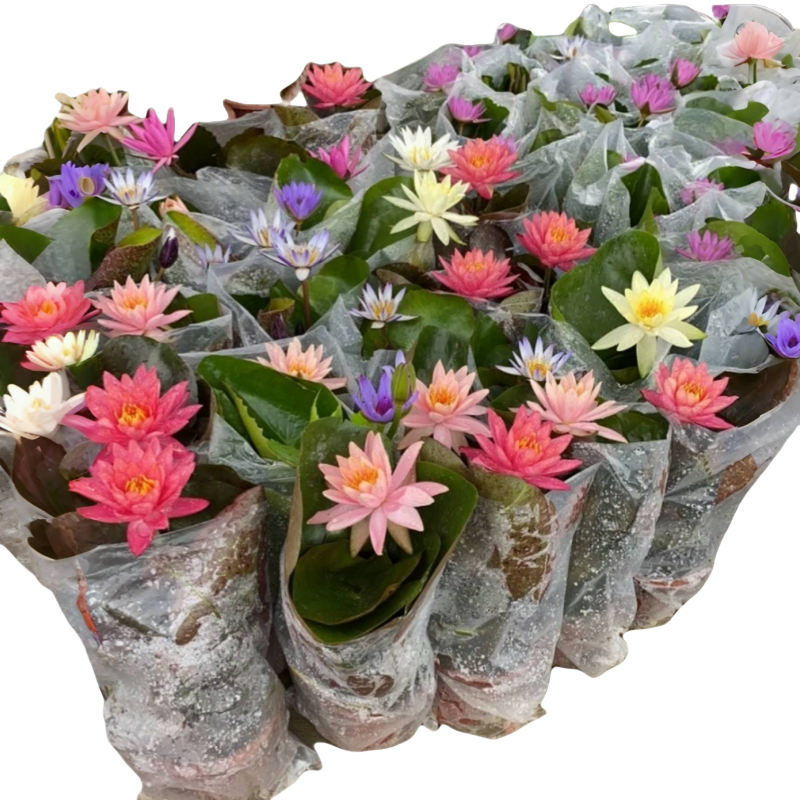 睡莲水培植物带花苞根块四季荷花盆栽水养莲花开花成品苗室外花卉