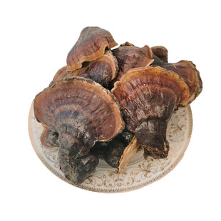 【25年新货】长白山野生林下金边松杉灵芝紫灵芝吉林赤芝干货整支