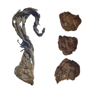 大头菜咸菜盐菜四川干老贵州烧白正宗南川农家重庆特产手工炒腊肉