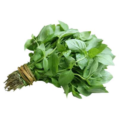 四季播种蔬菜大叶荆芥种好吃易活