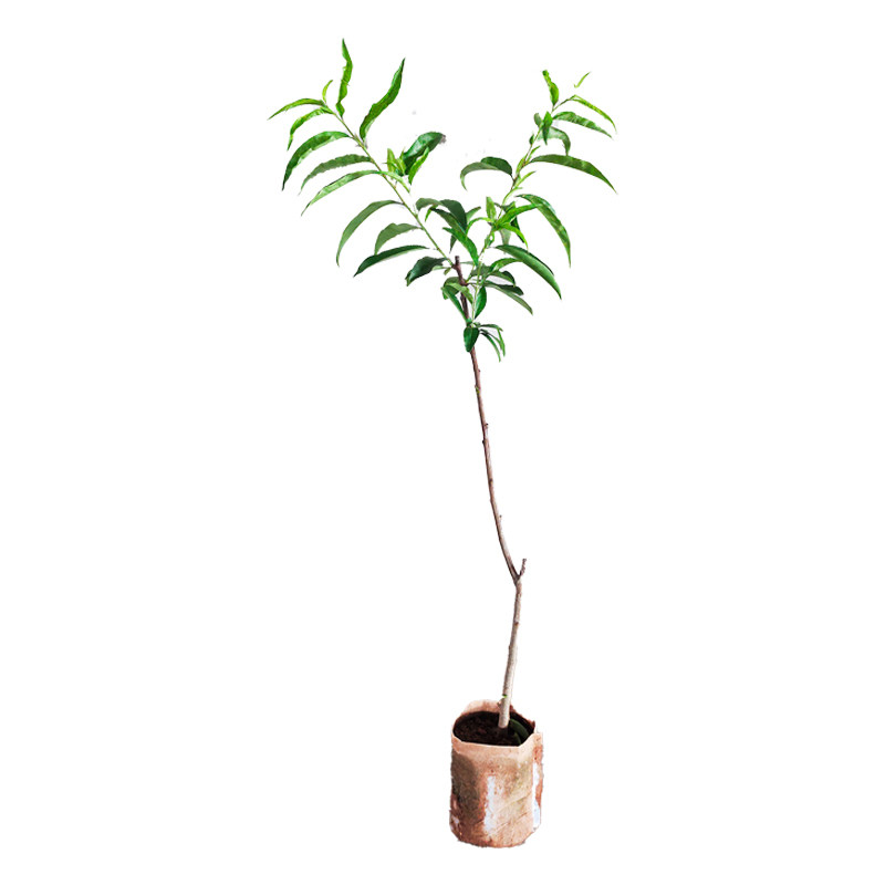 嫁接脆甜油桃水蜜桃树苗南北通栽