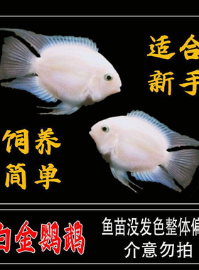 新款迷你鹦鹉白金蓝色鹦鹉鱼观赏鱼活体热带鱼草缸淡水宠物鱼包损