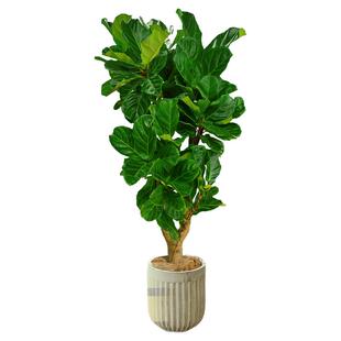 琴叶榕客厅绿植室内大型植物盆栽大叶耐阴好养落地式大号老桩真树