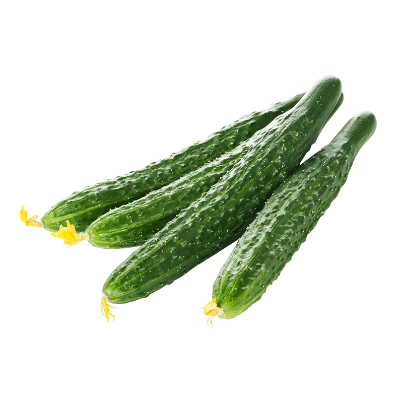 精科有机黄瓜新鲜蔬菜当季现摘现黄瓜