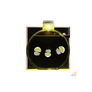 水母活物宠物专业缸入门桌面观赏循环带过滤灯光专用环流生态鱼缸