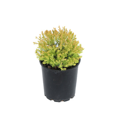 庭院阳台盆景造型花园鳗柏树