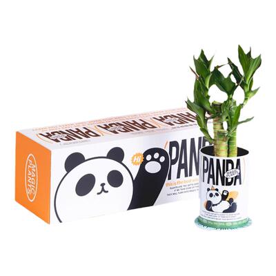 富贵竹室内桌面创意礼盒情绪植物