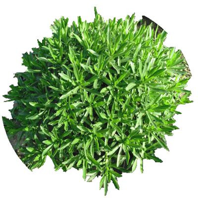 新鲜菜养心菜苗救心菜高钙菜三七