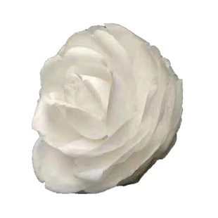 杰作茶花 白色茶花 白山茶 白茶花  大花叶大品种