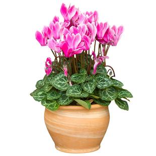 花彩大花仙客来盆栽带花苗阳台耐寒花卉植物室内花期长年宵花送礼