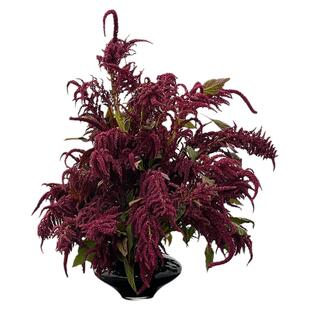 直米红米吊米鲜花云南基地直发水养新鲜家用插花配草花期长鲜切花