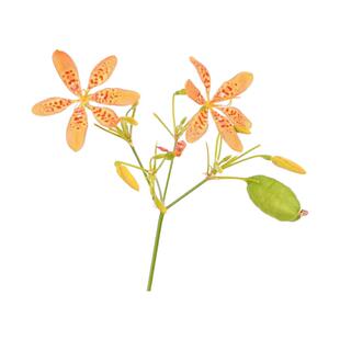 「林间豹影·橘色火焰」射干花瓣镌刻神秘豹纹 剑叶挺拔自成风骨