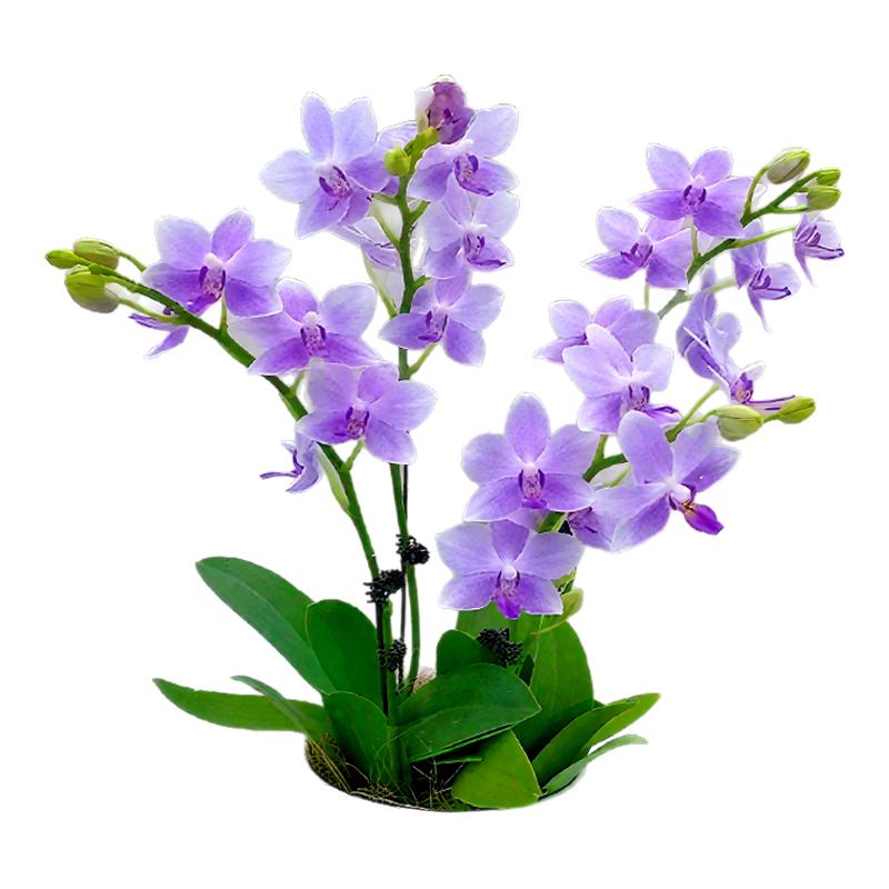 蝴蝶兰花苗冬带花剑花苞盆栽