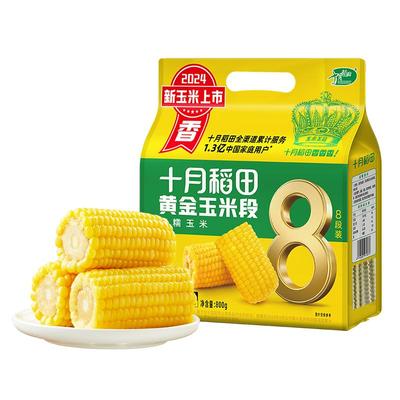 十月稻田黄糯玉米段东北苞谷