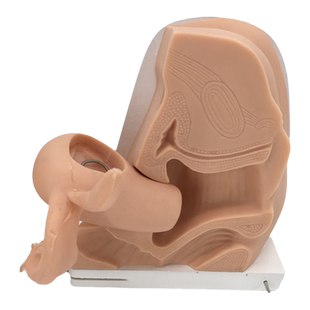 避孕指导模型 女性上环训练模型 女性节育计生模型 计生教育教具