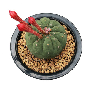 奇仙玉实生仙人球无刺仙人掌多肉植物开大红花稀有开花美观小盆栽