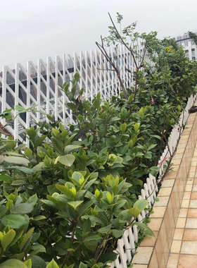 户外防腐木栅栏围栏白色篱笆庭院花园爬藤架室内阳台伸缩壁挂花架