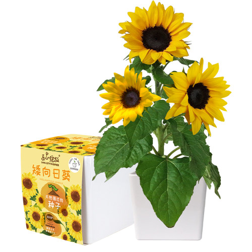 匠心绽放儿童种植盆栽向日葵种子凤仙花波斯菊幼儿园学生种花植物