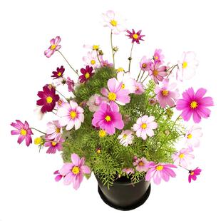 多年生野花组合种子四季播种开花不断草花花卉籽易活波斯菊格桑花