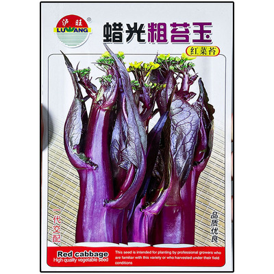 蜡光粗苔王红菜苔种子杂交大田