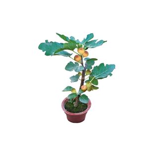 森农哥耐寒浓甜芭劳奈布兰瑞克无花果树苗 斯特拉盆栽 大芭