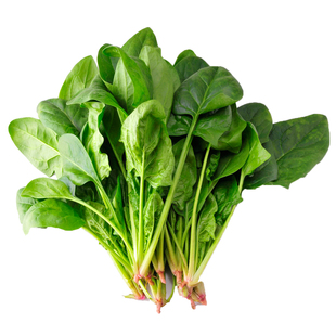 高产大叶菠菜种子冬季耐寒红根圆叶叶肉厚菠菜籽抗寒抗病菠菜籽