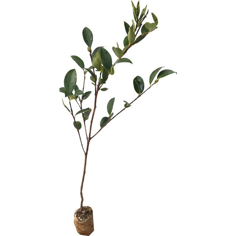 广西软枝油茶苗杯苗高产茶子树嫁接苗茶籽树苗白花茶油树带土发货