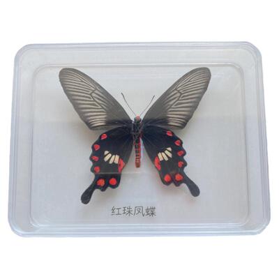 真蝴蝶标本摆件亚克力盒定制饰品