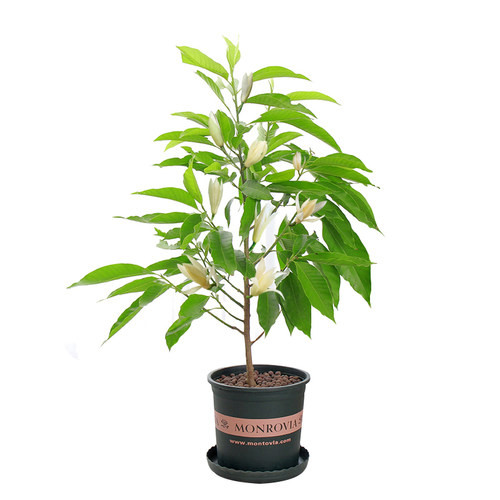 白兰花盆栽带花苞黄角兰玉兰花树苗夏季庭院阳台好养浓香花卉植物