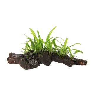 沉木定植锦集大小三角莫斯凤尾苔细叶铁皇冠黑木蕨沉木造景真水草