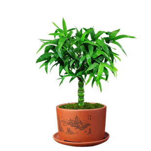 佛肚竹盆栽老桩绿植盆景罗汉竹苗小叶矮化观赏南天竹米竹耐寒植物