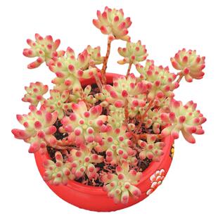 【一物一拍】果冻乙女心 群生多肉植物阳台盆栽绿植满28元包邮