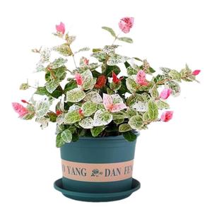 花叶络石盆栽室内观赏五彩吊兰垂吊绿植耐热大苗水培四季庭院植物