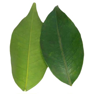 四川红橘树叶子现摘鲜叶内江大红袍叶子陈允斌老师推荐新鲜柑子叶